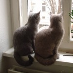 Katzen beim Umzug